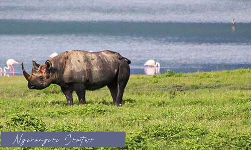 Experience Serengeti National Park and Ngorongoro Crater on a budget-friendly camping safari